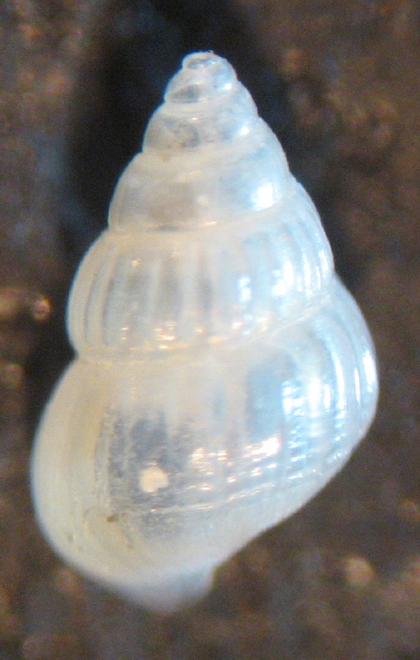 Pusillina radiata?